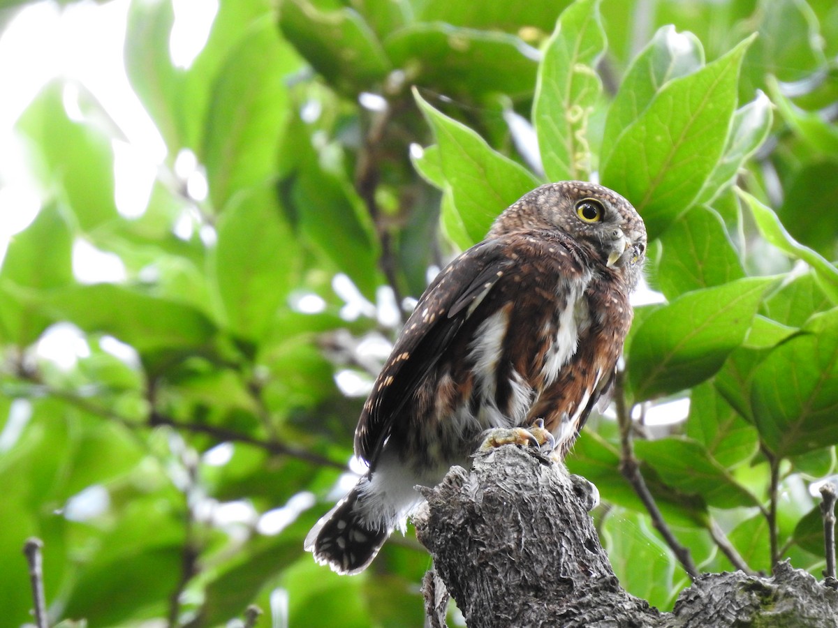 Costa Rican Pygmy-Owl - ML619899874