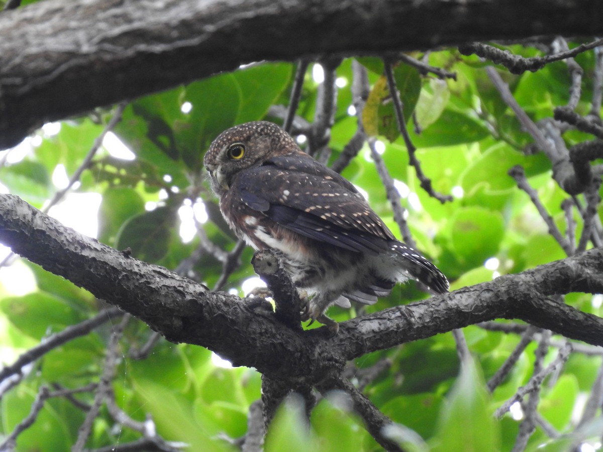 Costa Rican Pygmy-Owl - ML619899875