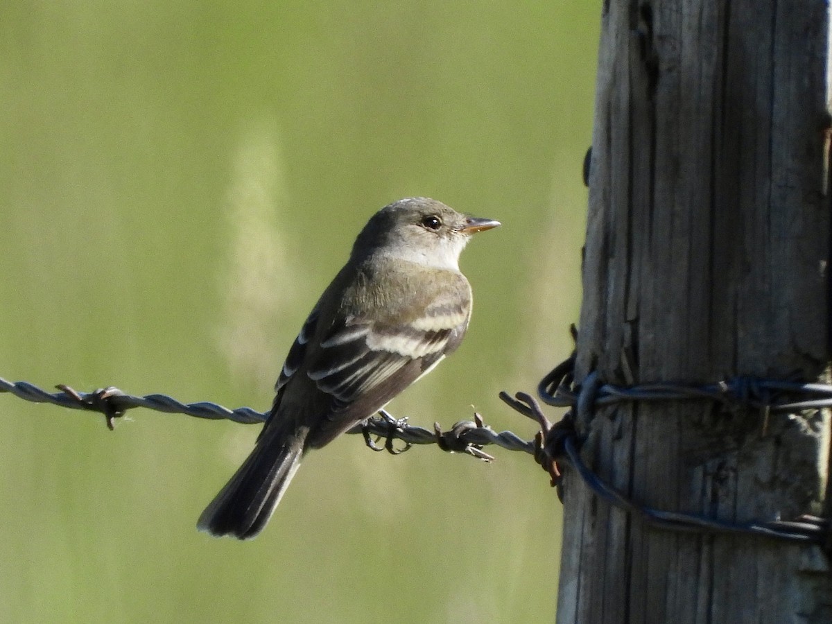 Willow Flycatcher - ML619899878