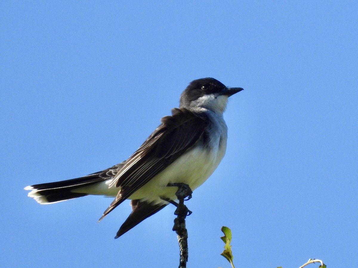 Eastern Kingbird - ML619899882