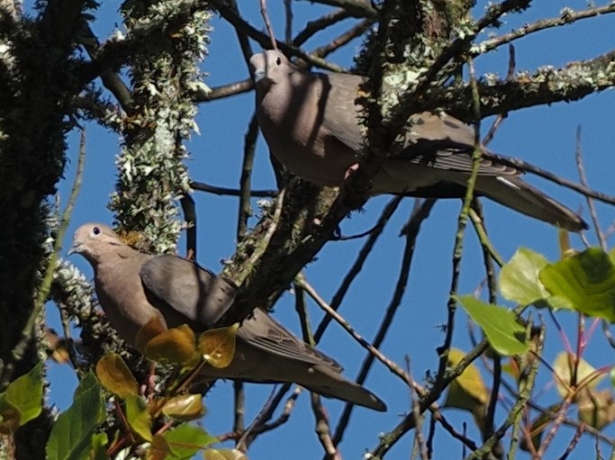 Eared Dove - ML619899884