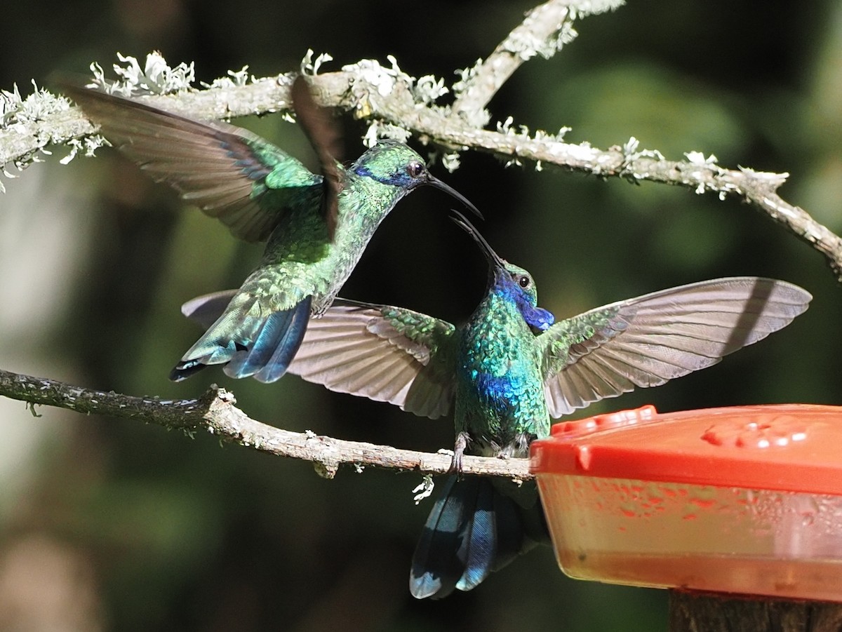 kolibřík modrolící - ML619899885