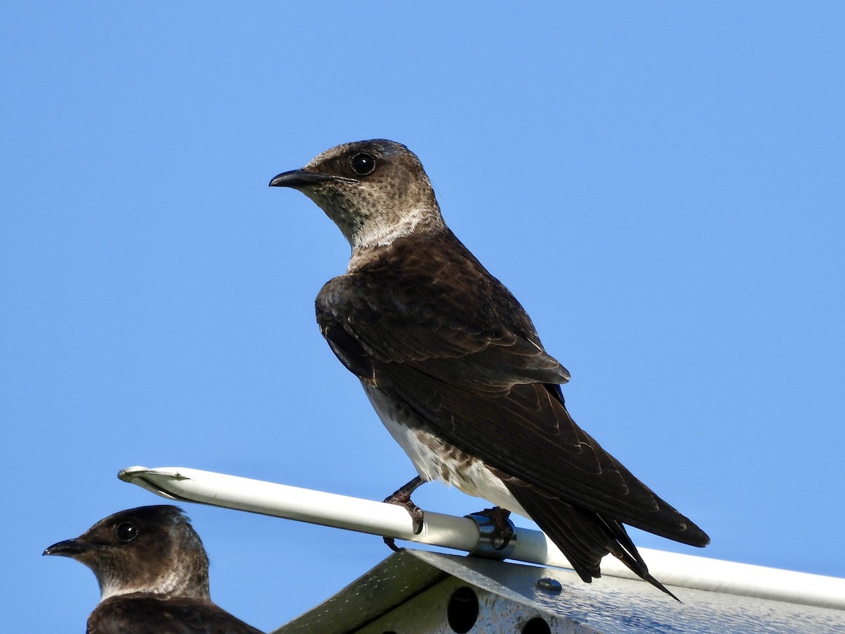 Purple Martin - ML619899892