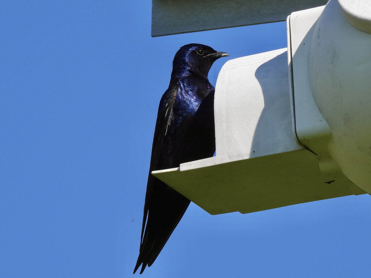 Purple Martin - ML619899893