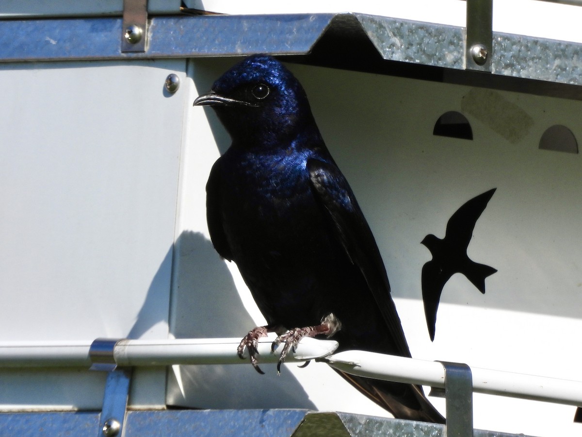 Purple Martin - ML619899894