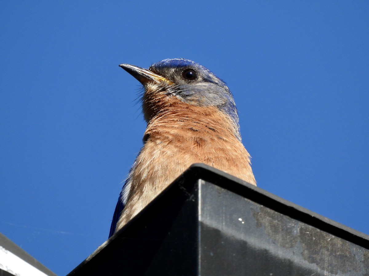 Eastern Bluebird - ML619899898