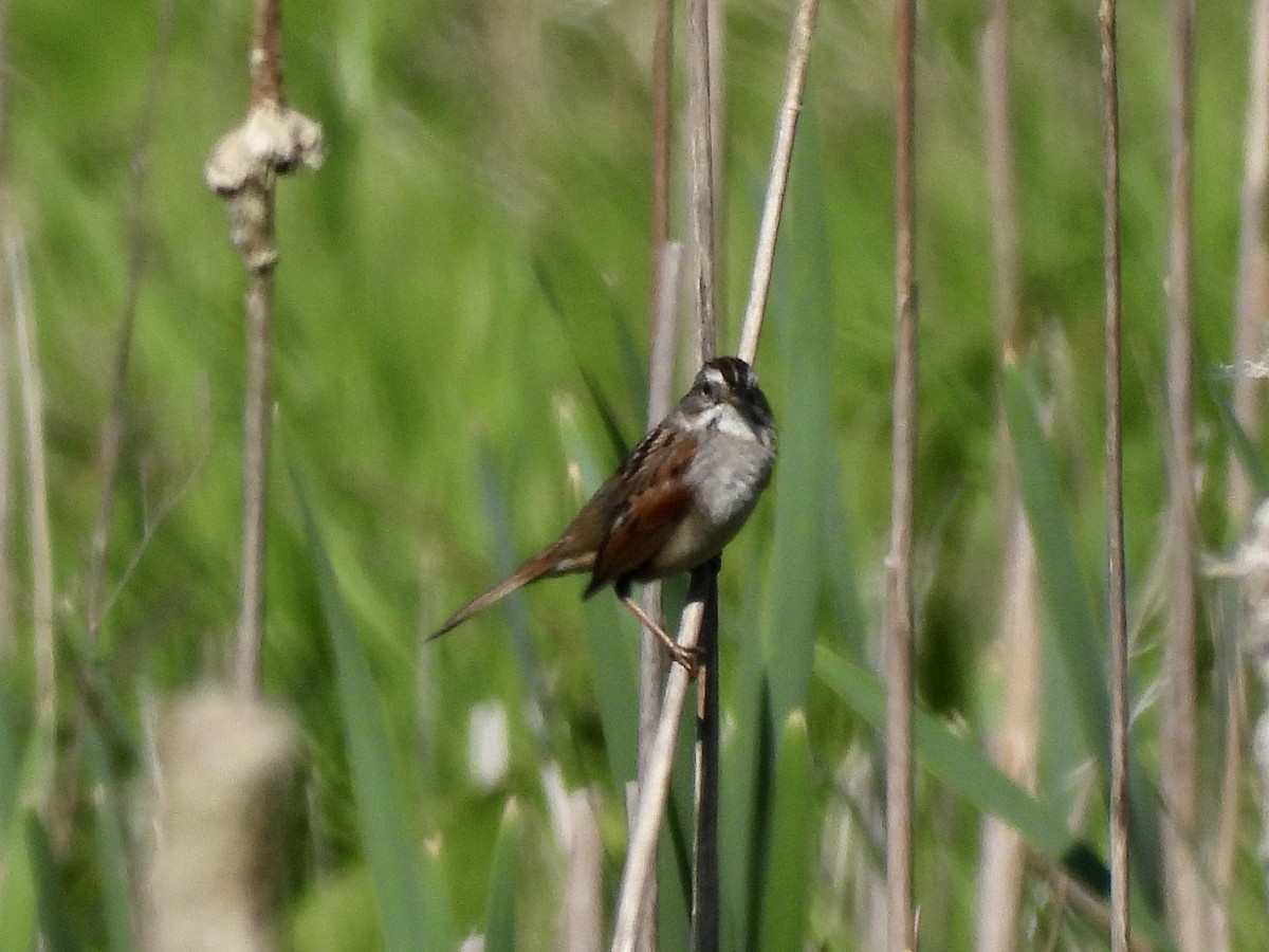 Swamp Sparrow - Zihan Wei