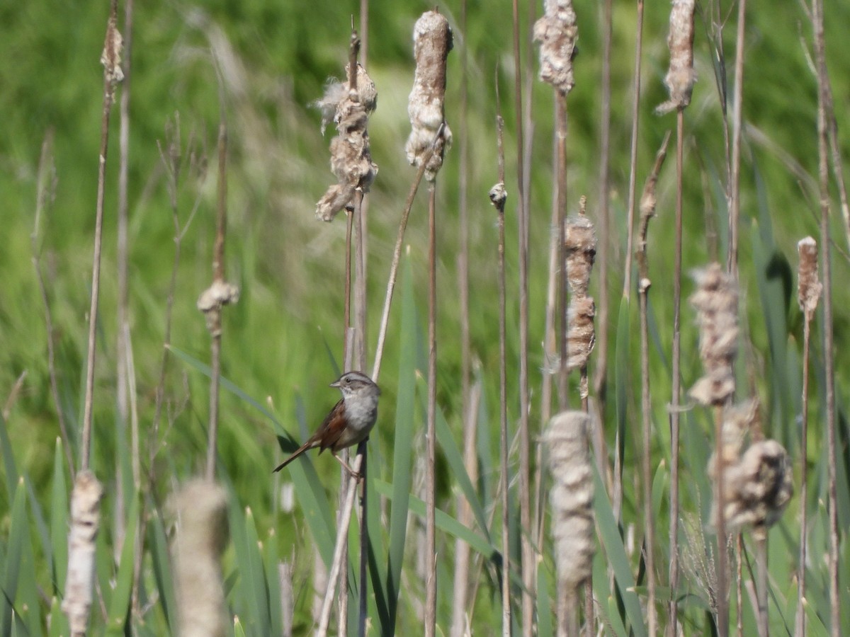 Swamp Sparrow - ML619899911