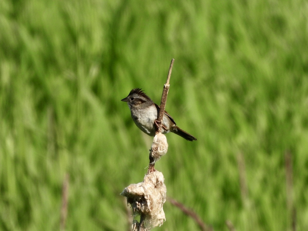 Swamp Sparrow - Zihan Wei
