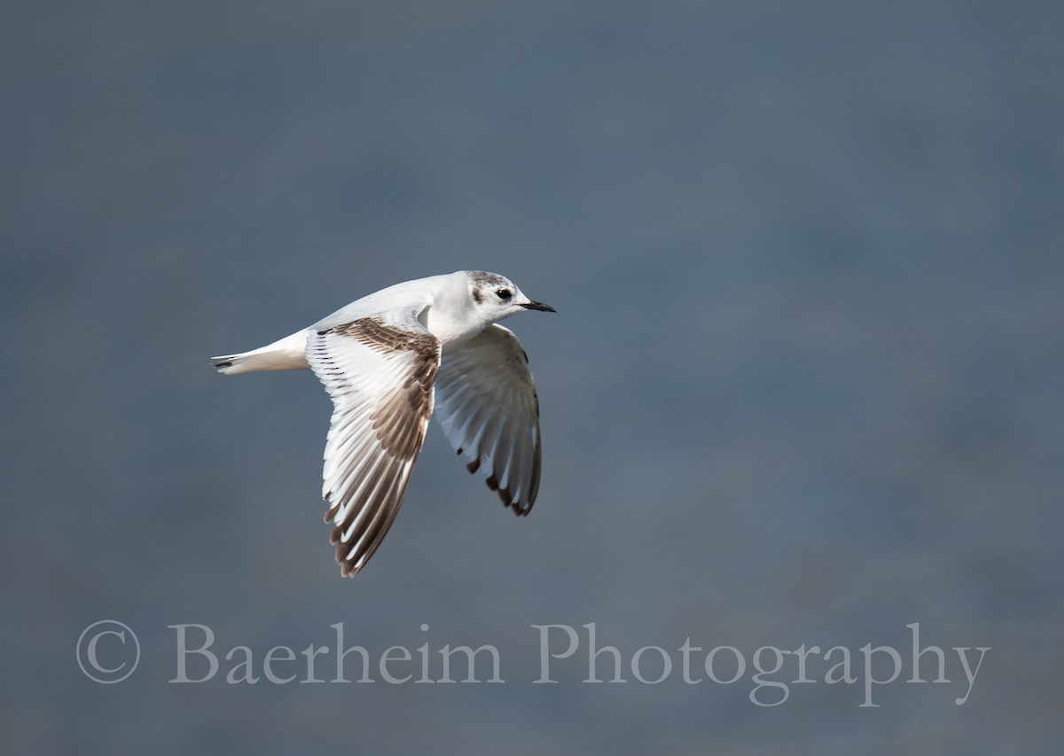 Little Gull - Brage Bærheim