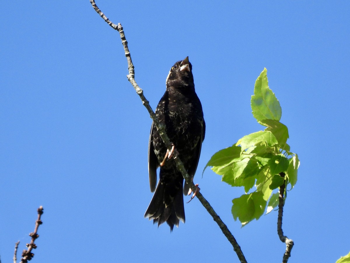 Bobolink - ML619899917