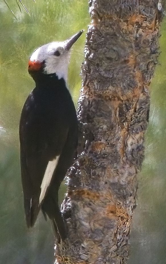 White-headed Woodpecker - ML619899920