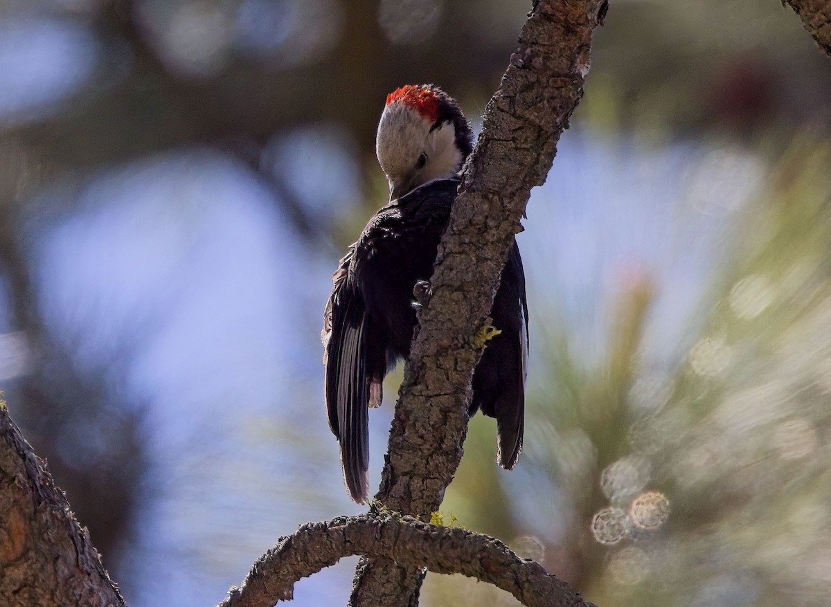 White-headed Woodpecker - ML619899921