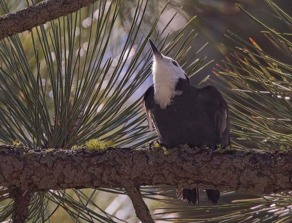 White-headed Woodpecker - ML619899922
