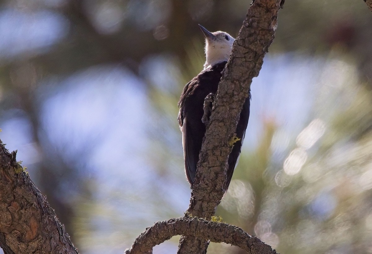 White-headed Woodpecker - ML619899923