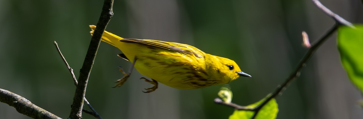 Yellow Warbler - ML619899925