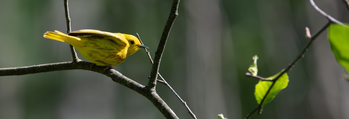 Yellow Warbler - ML619899926