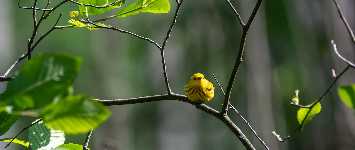 Yellow Warbler - ML619899927