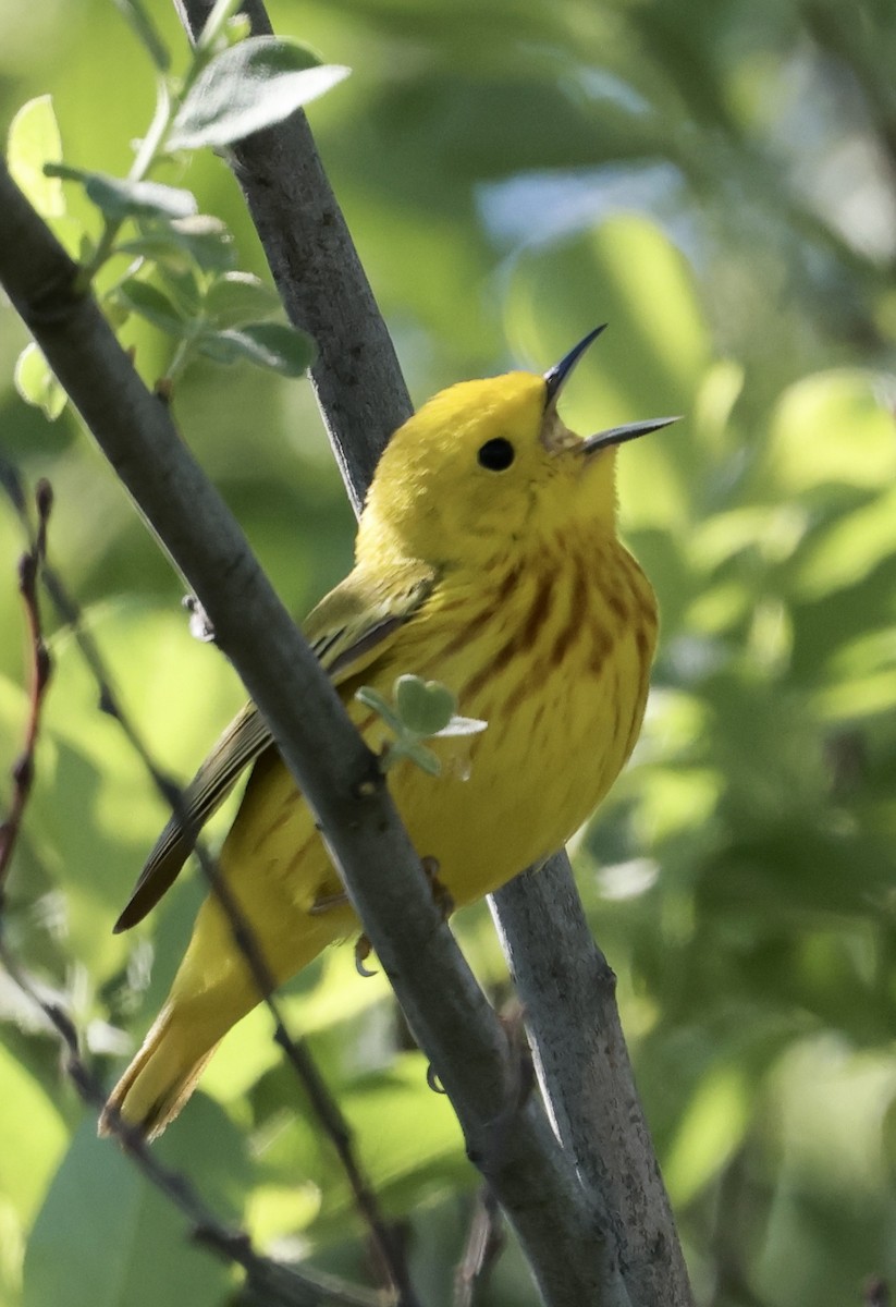 Yellow Warbler - Lisa Goodwin