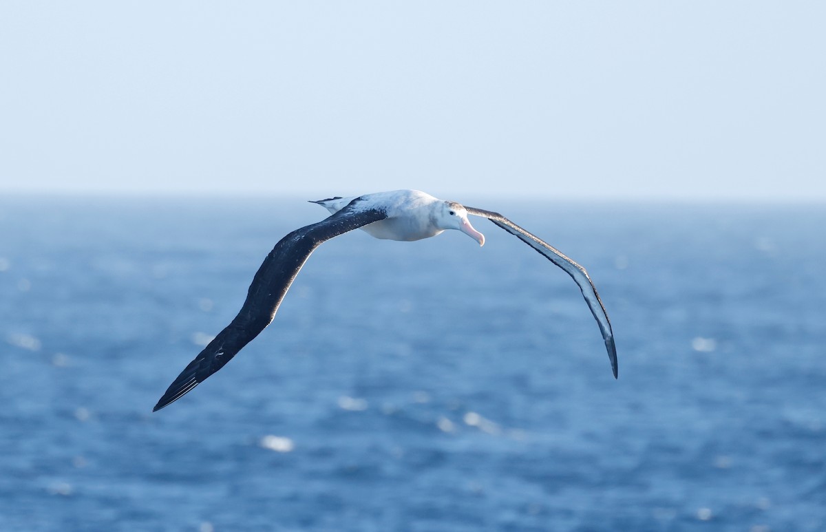 albatros královský - ML619899934