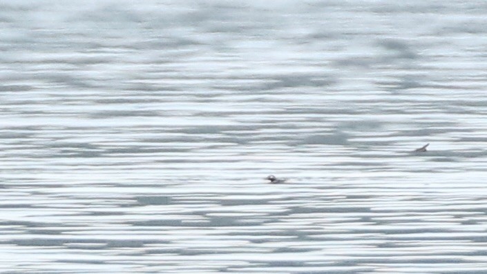 Long-tailed Duck - ML619899938