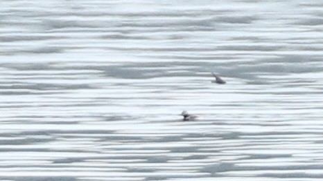 Long-tailed Duck - ML619899939