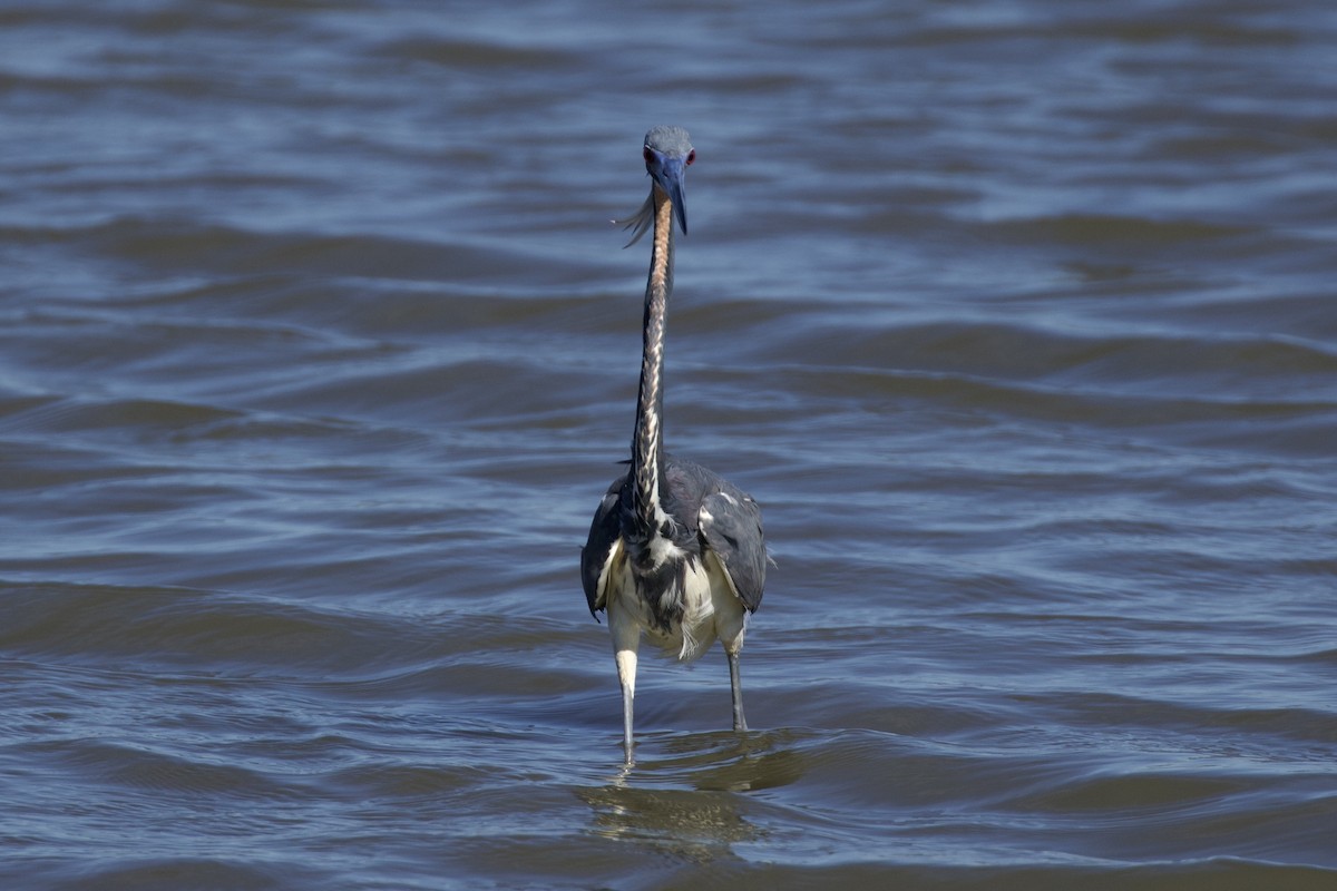 Tricolored Heron - ML619899945