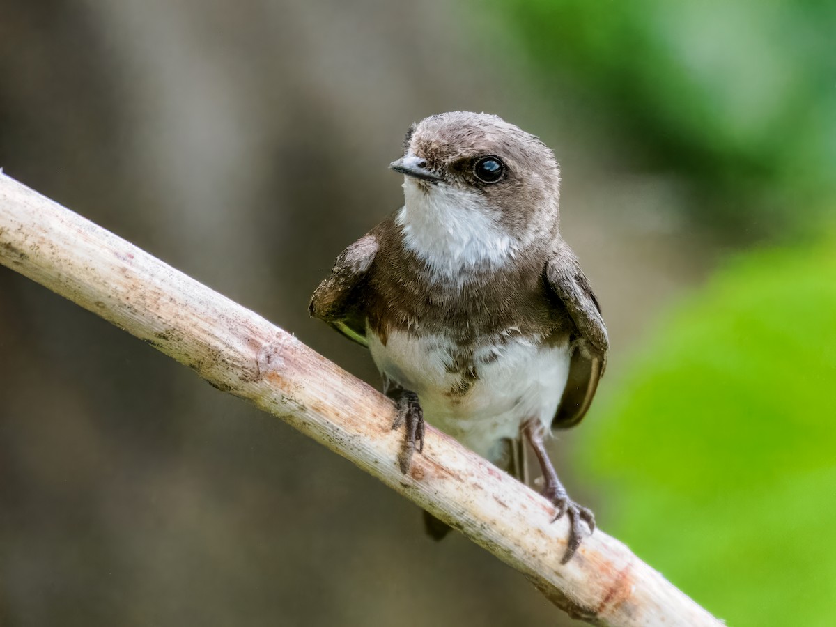 Bank Swallow - ML619899959