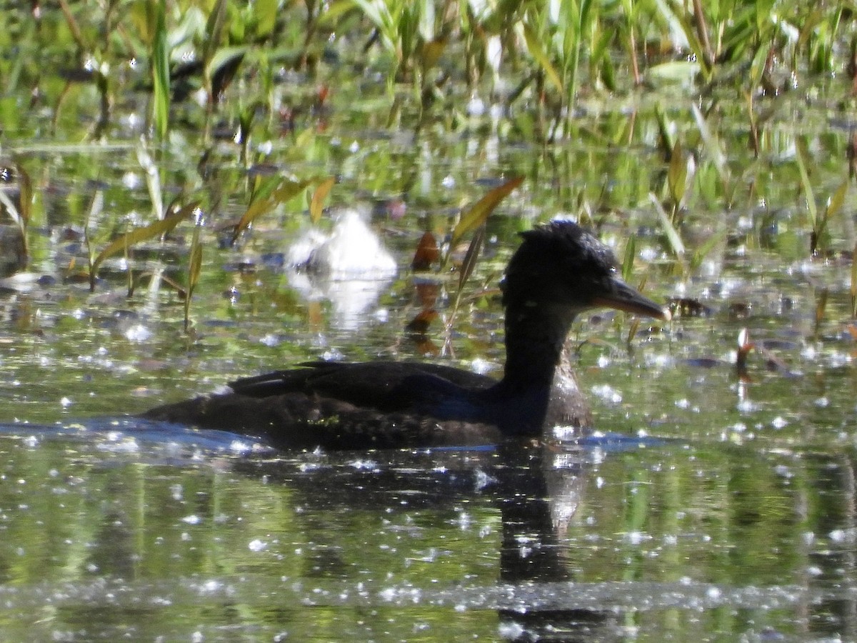 Hooded Merganser - ML619899965