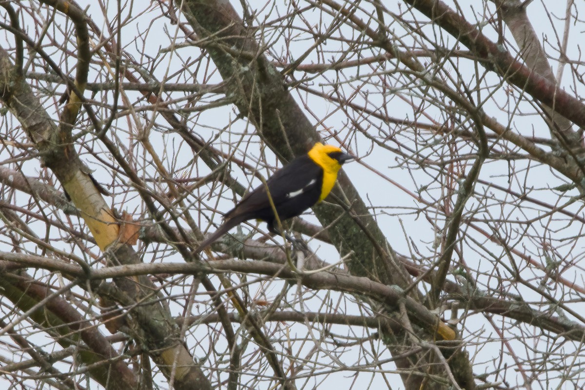 Yellow-headed Blackbird - ML619899969