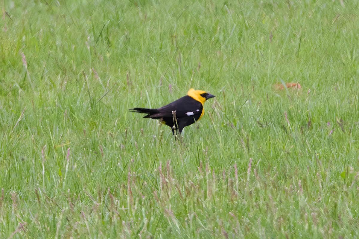 Yellow-headed Blackbird - ML619899970