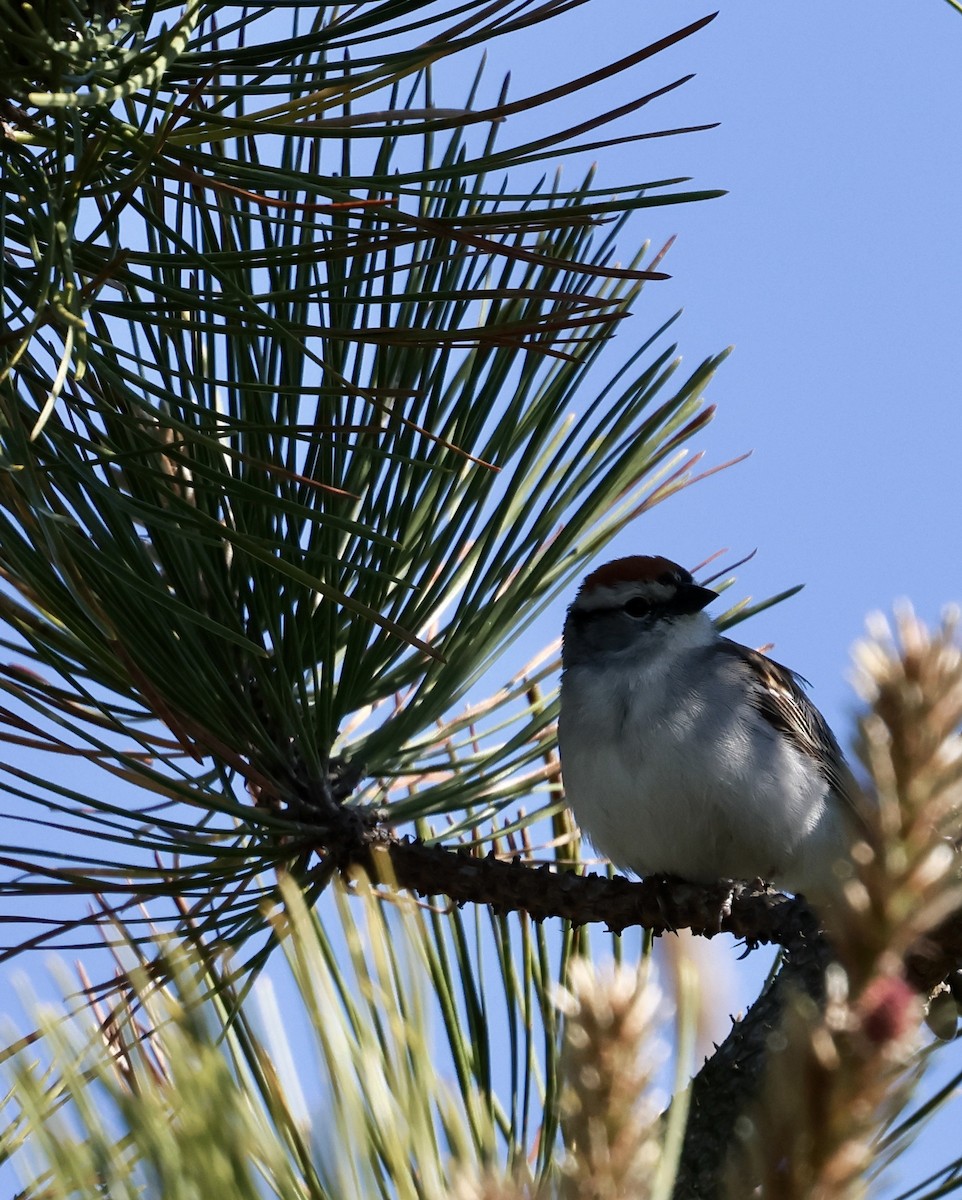 Chipping Sparrow - ML619899976
