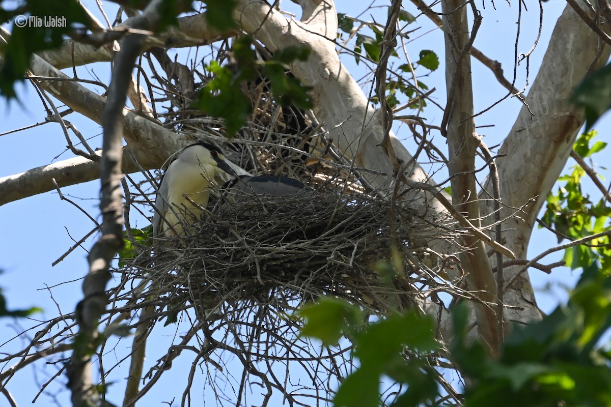 Black-crowned Night Heron - ML619899980