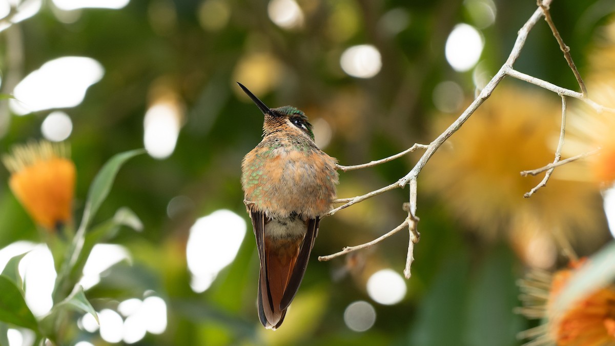 kolibřík brazilský - ML619899981