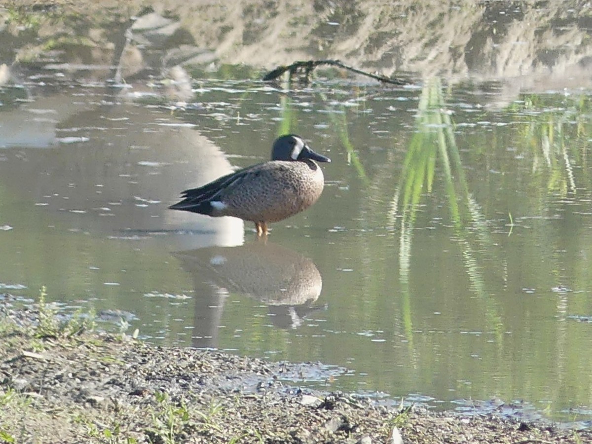 Blue-winged Teal - ML619899988