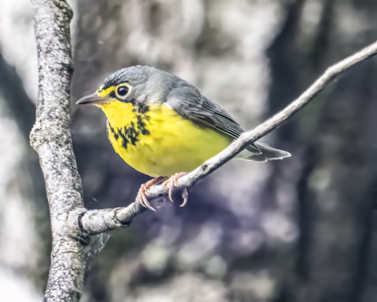 Canada Warbler - ML619899989