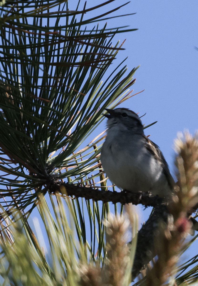 Chipping Sparrow - ML619899990