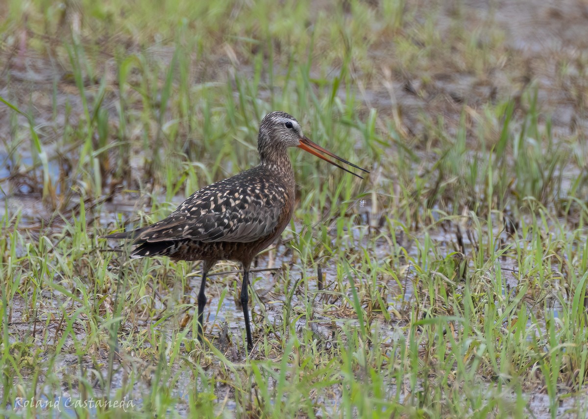 Hudsonian Godwit - ML619900000