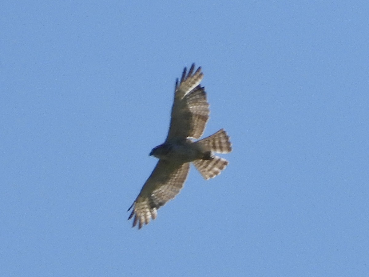 Red-shouldered Hawk - ML619900004