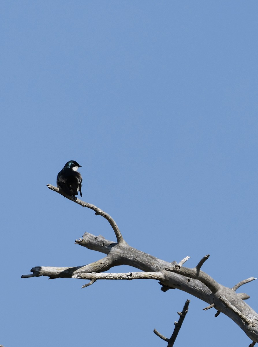 Tree Swallow - ML619900010