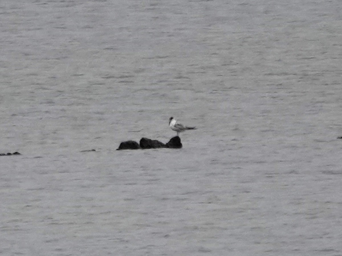 Common Tern - ML619900012