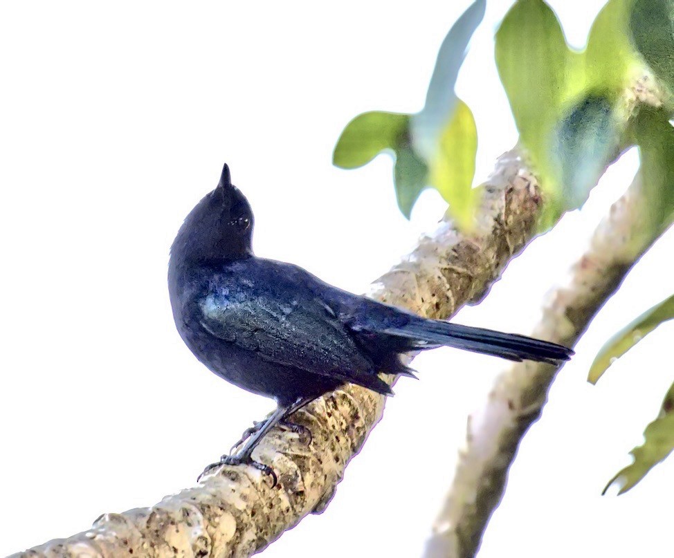 Black Catbird - ML619900019
