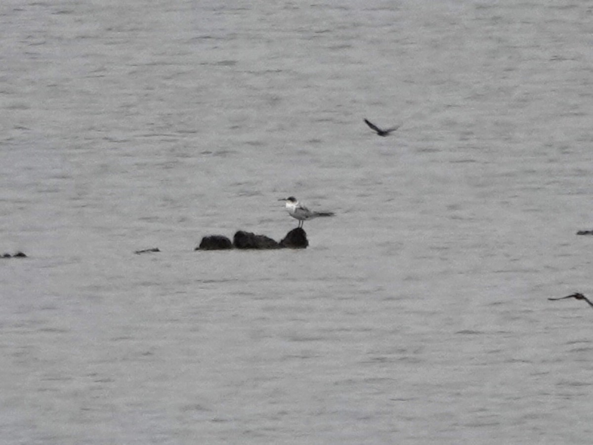 Common Tern - ML619900020