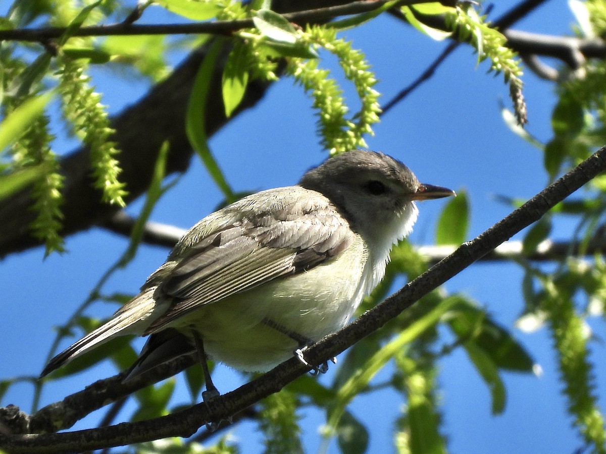 Ötücü Vireo - ML619900027