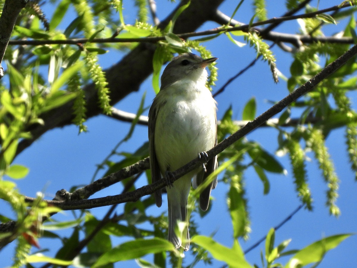 Ötücü Vireo - ML619900028