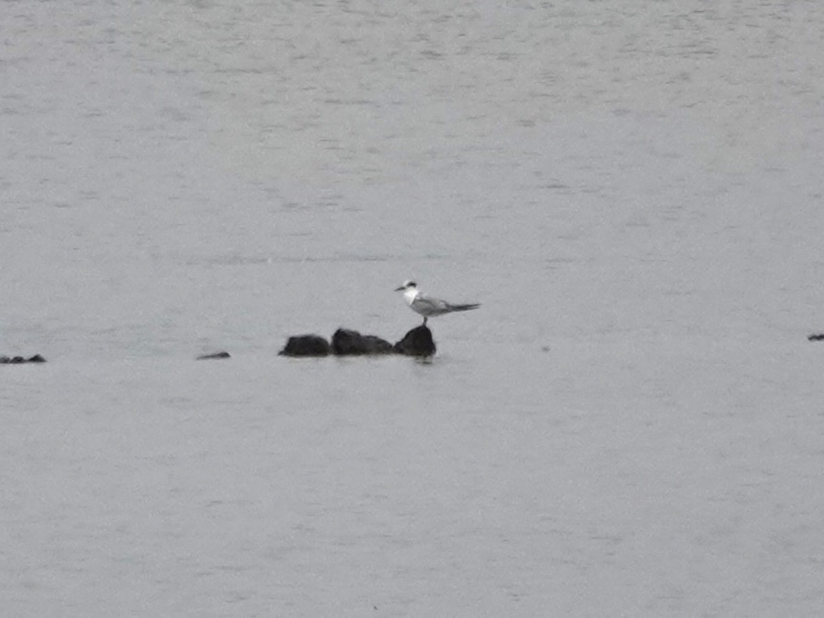 Common Tern - ML619900029