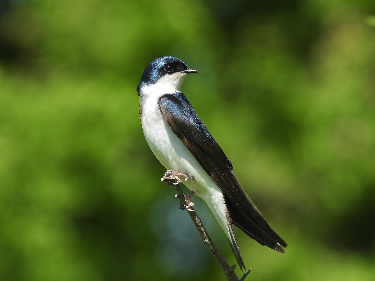 Tree Swallow - ML619900031