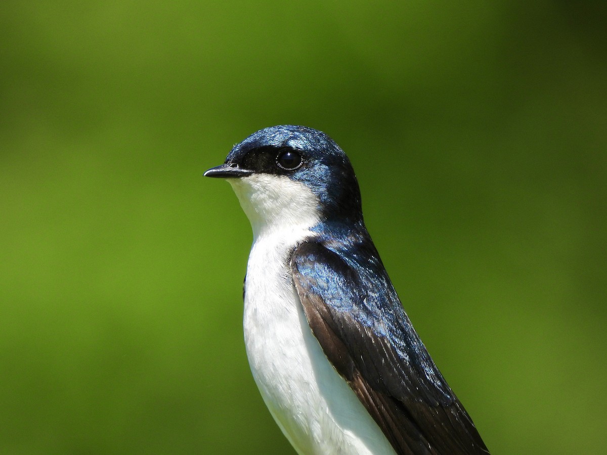 Tree Swallow - Zihan Wei