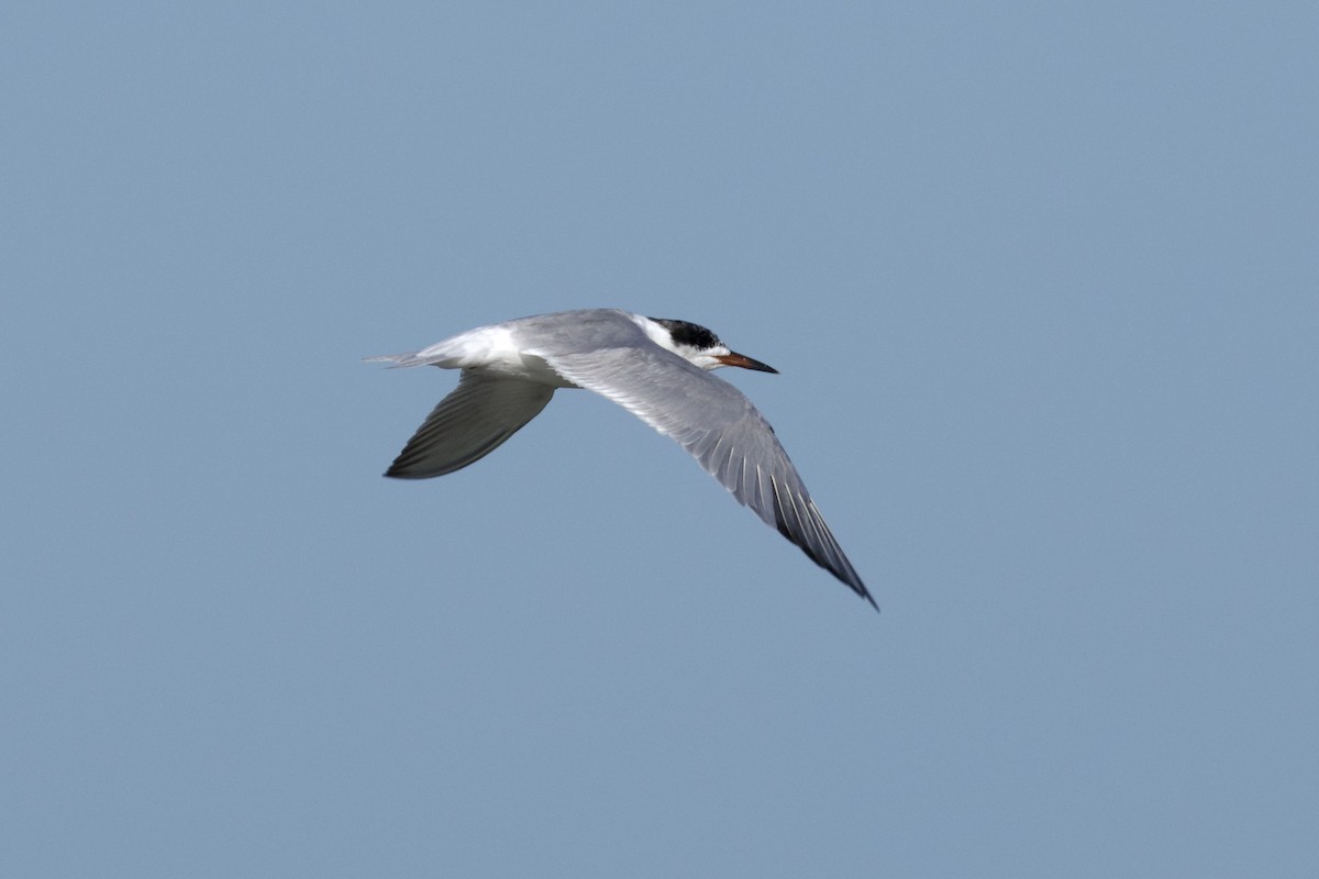 Common Tern - ML619900035