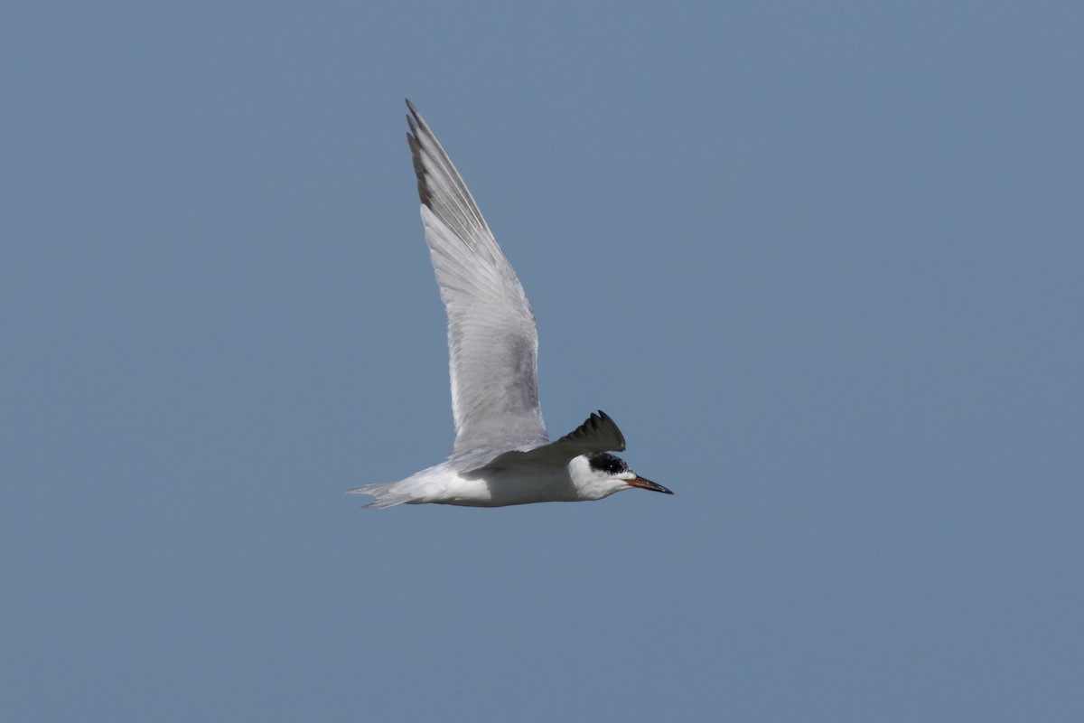 Common Tern - ML619900036